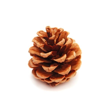 Pine cone